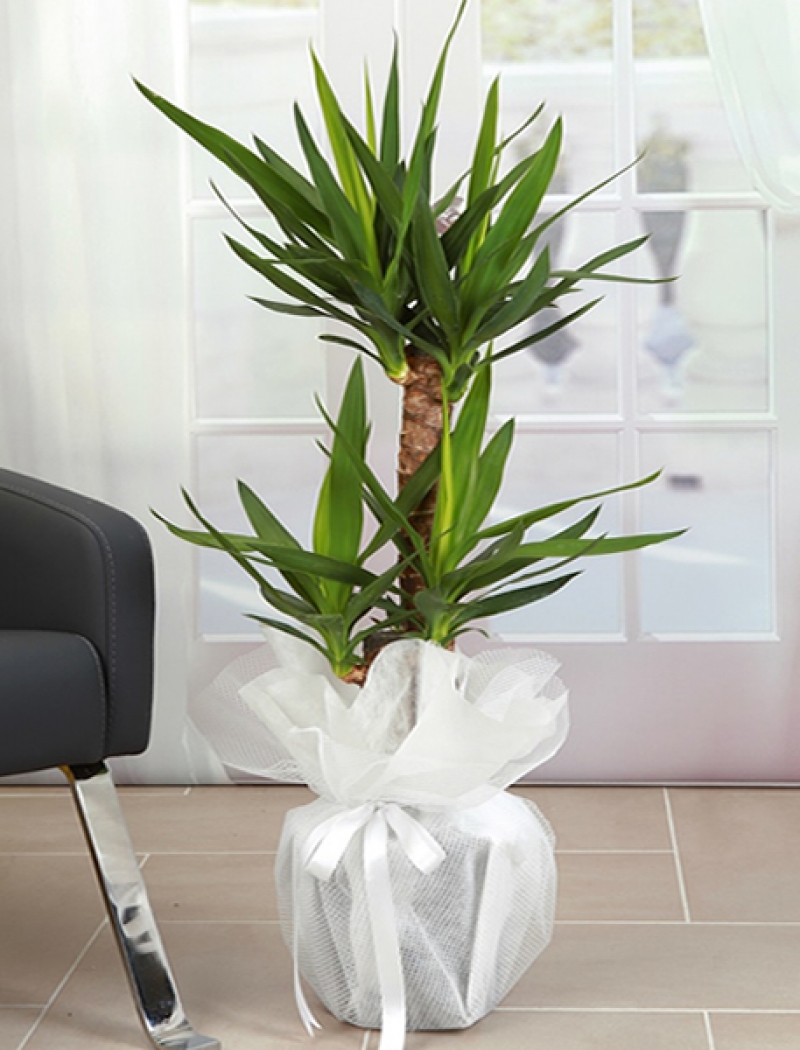 2 Gövdeli Yuka ( Yucca )