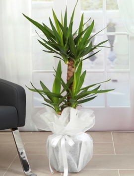 2 Gövdeli Yuka ( Yucca )