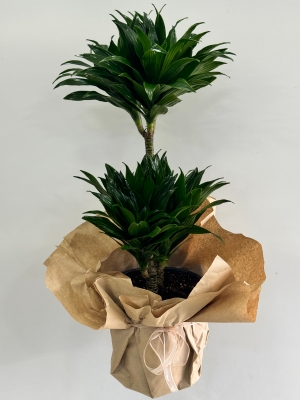 Dracaena Compacta 3 Gövdeli Saksı Çiçeği